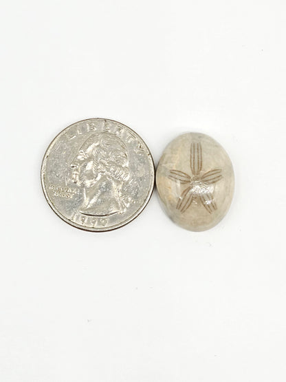 Sand Dollar Fossil - Medium
