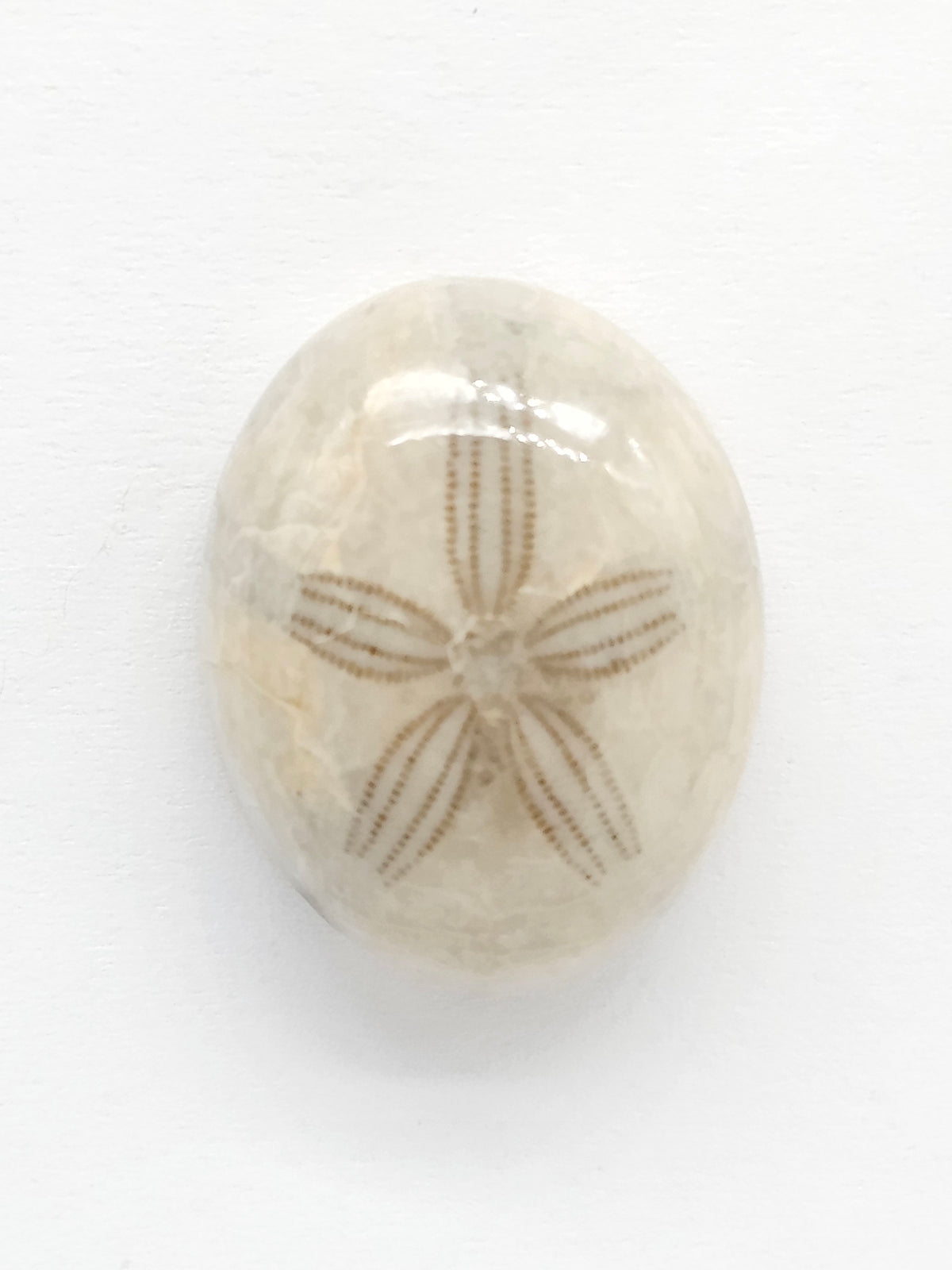 Sand Dollar Fossil - Medium