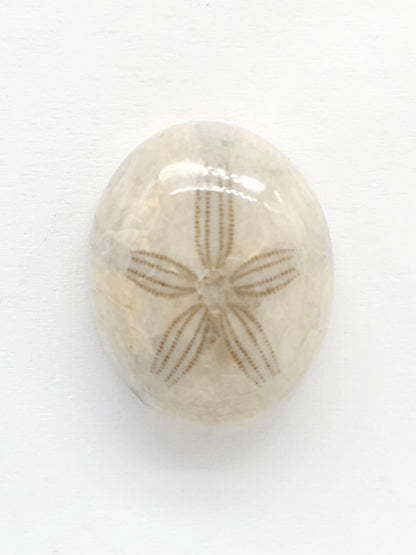 Sand Dollar Fossil - Medium
