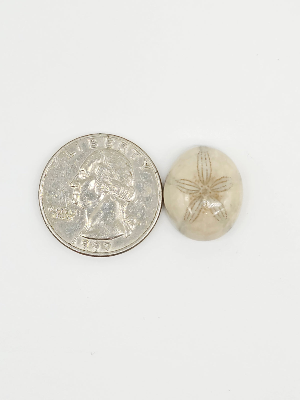 Sand Dollar Fossil - Medium