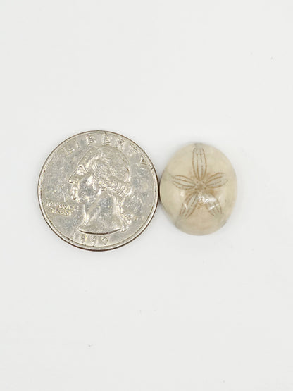Sand Dollar Fossil - Medium