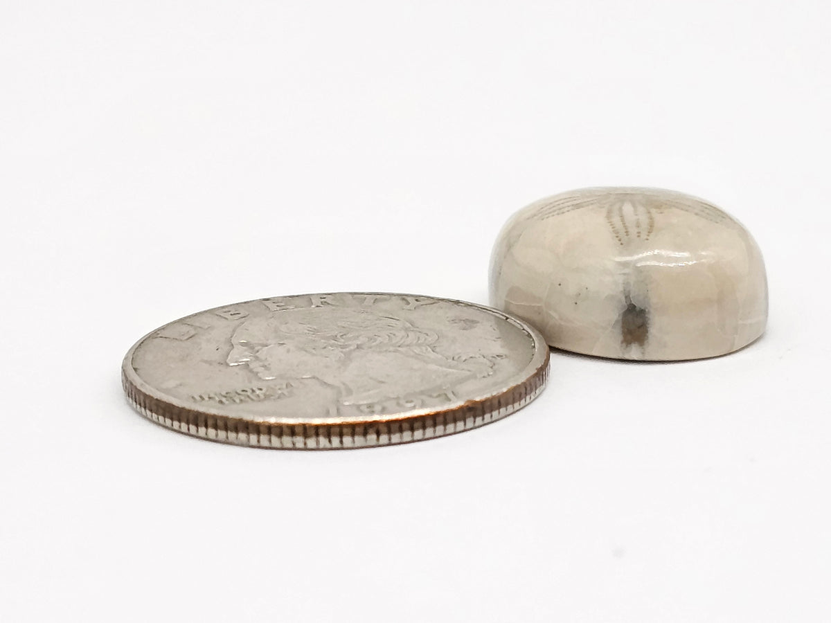 Sand Dollar Fossil - Medium
