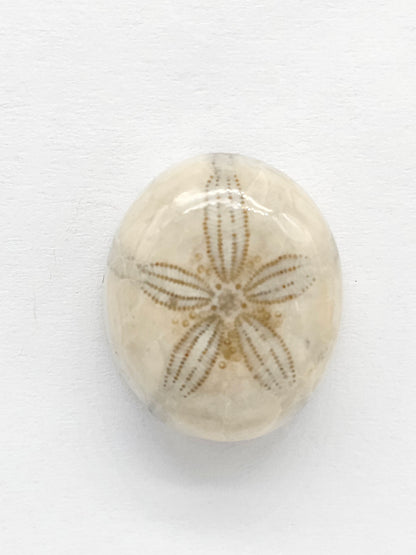 Sand Dollar Fossil - Medium