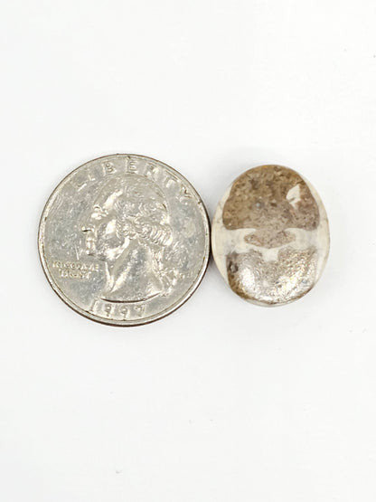 Sand Dollar Fossil - Medium