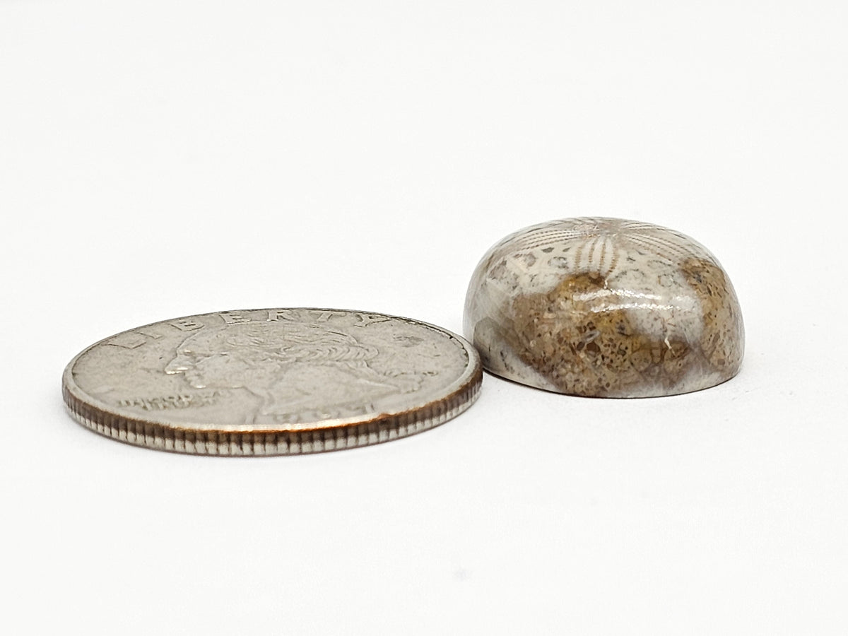 Sand Dollar Fossil - Medium