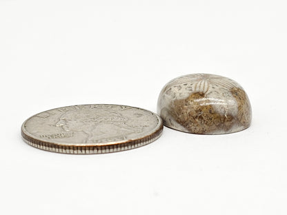 Sand Dollar Fossil - Medium