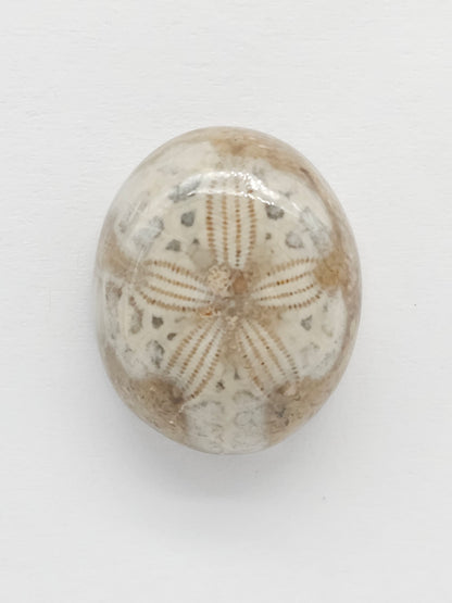 Sand Dollar Fossil - Medium