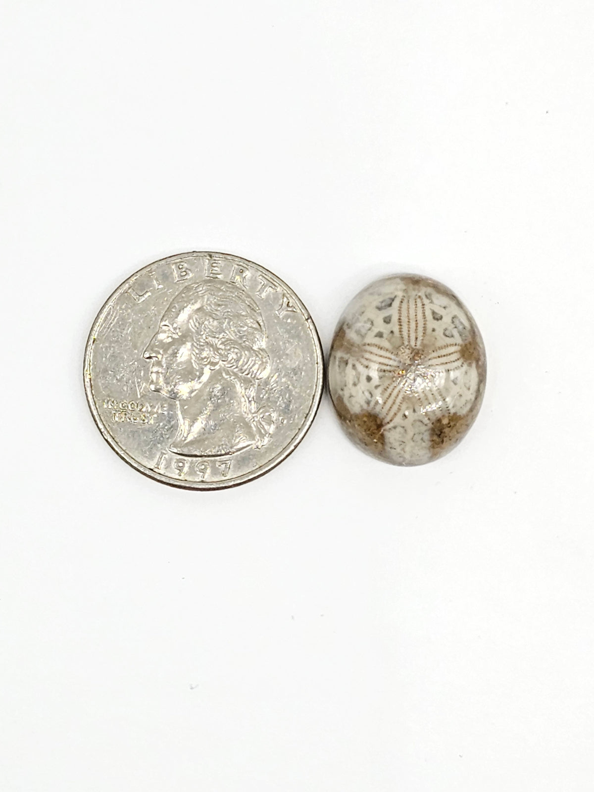 Sand Dollar Fossil - Medium