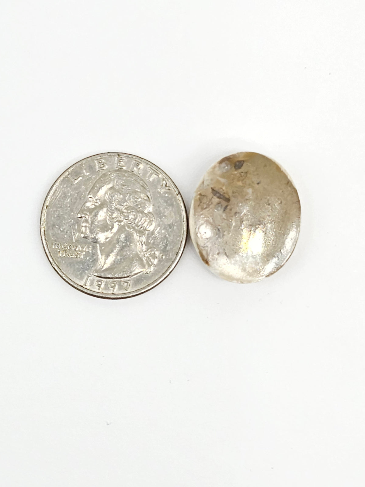 Sand Dollar Fossil - Medium