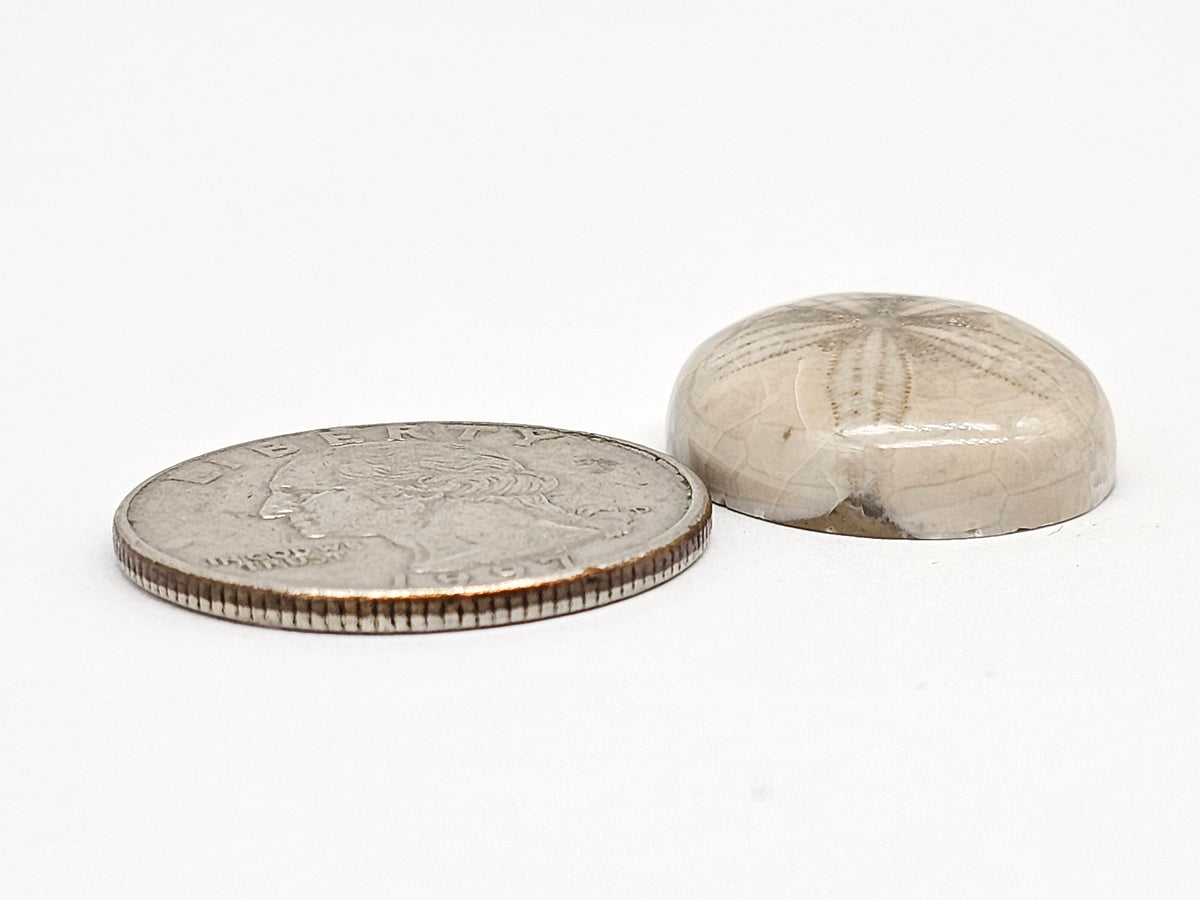 Sand Dollar Fossil - Medium