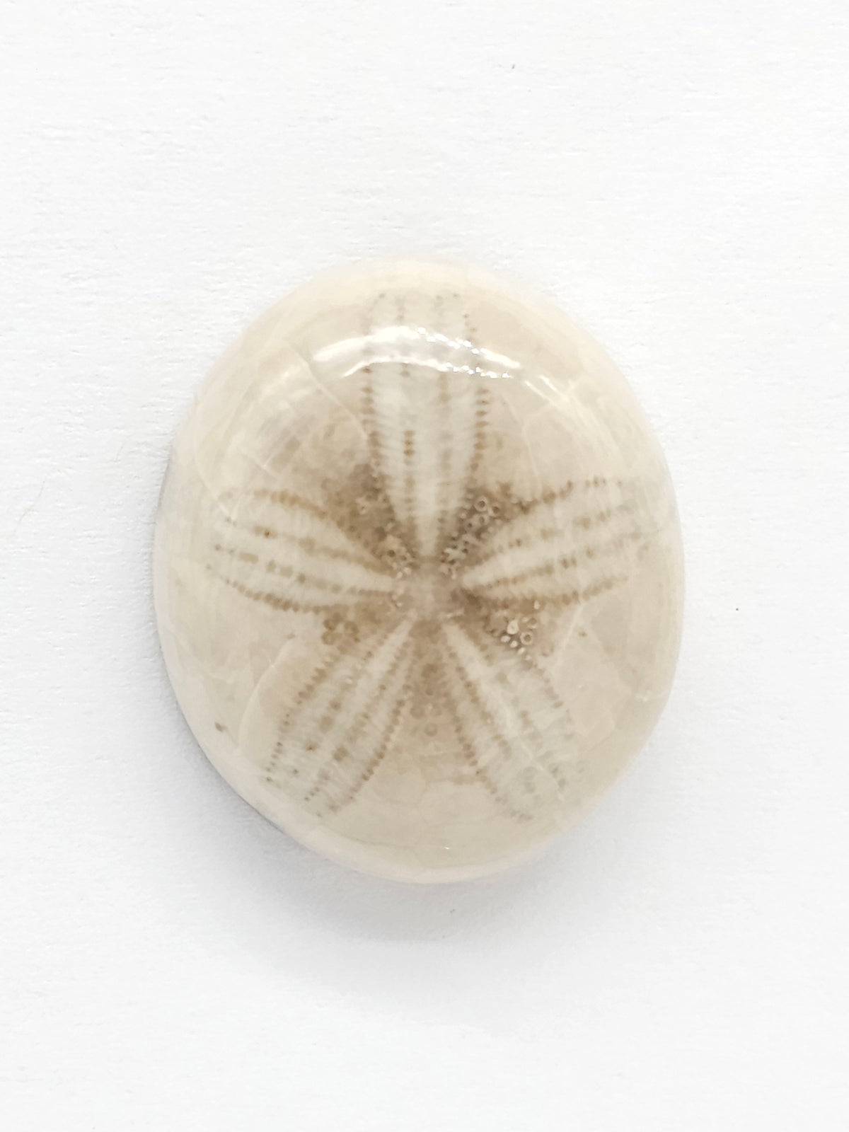 Sand Dollar Fossil - Medium