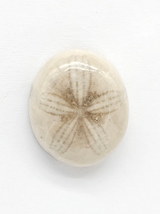 Sand Dollar Fossil - Medium