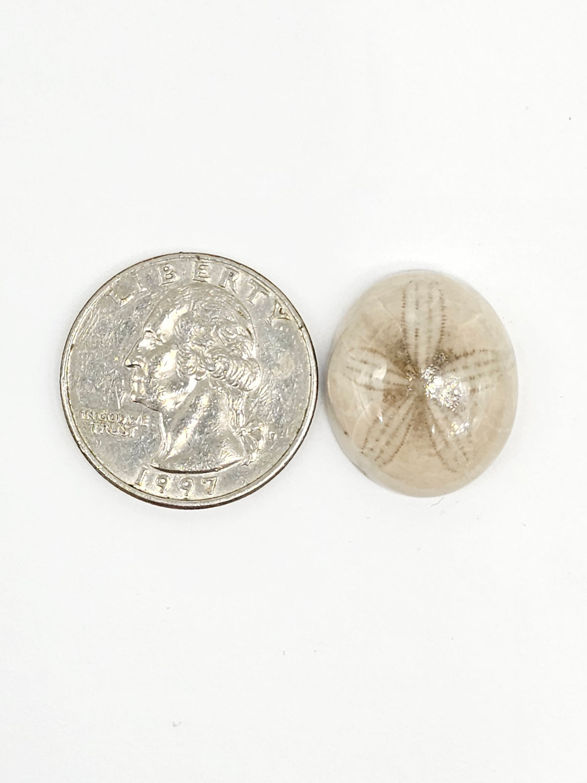 Sand Dollar Fossil - Medium