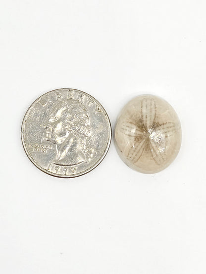 Sand Dollar Fossil - Medium