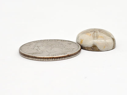 Sand Dollar Fossil - Medium