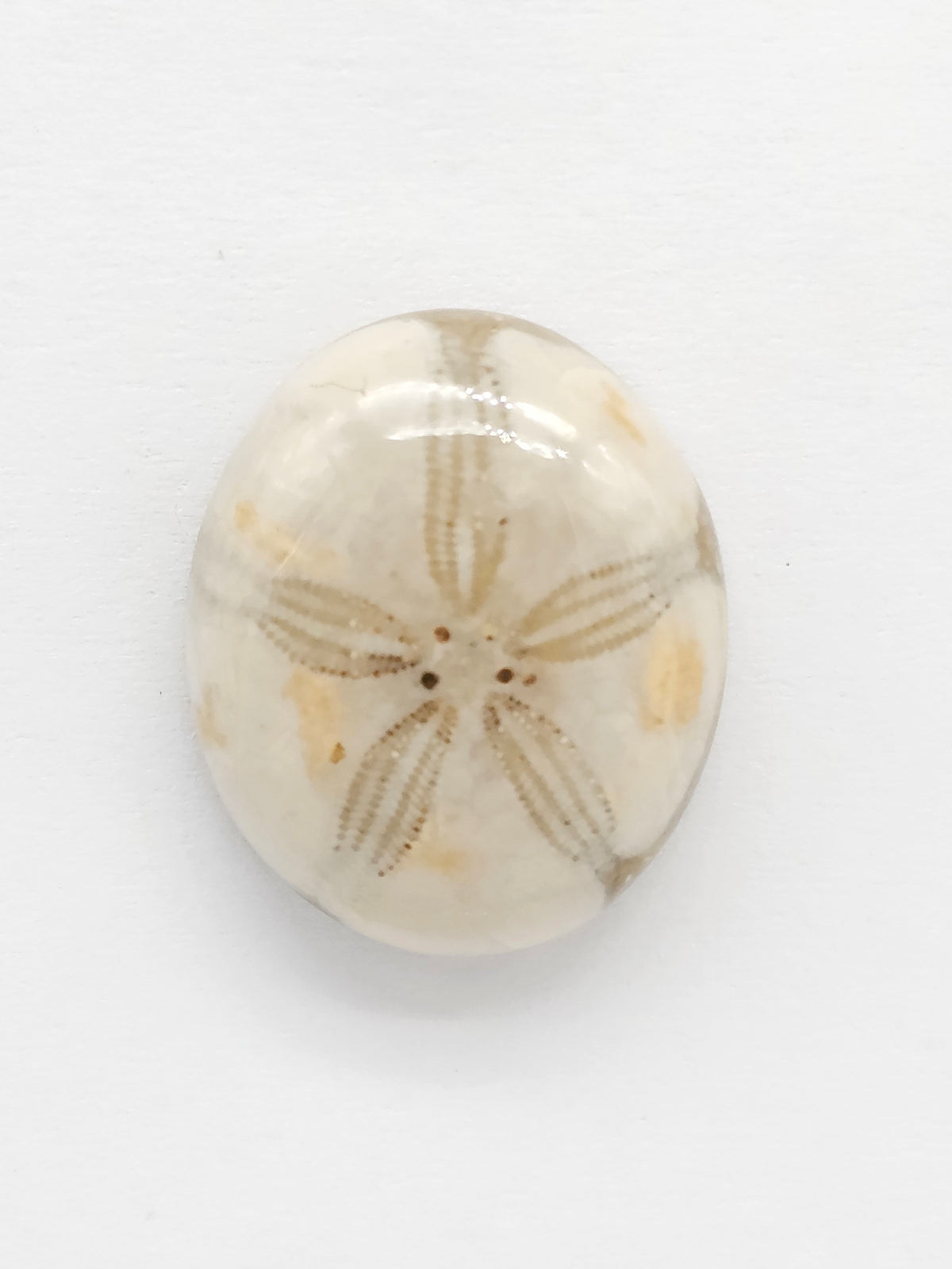 Sand Dollar Fossil - Medium