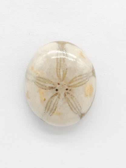Sand Dollar Fossil - Medium