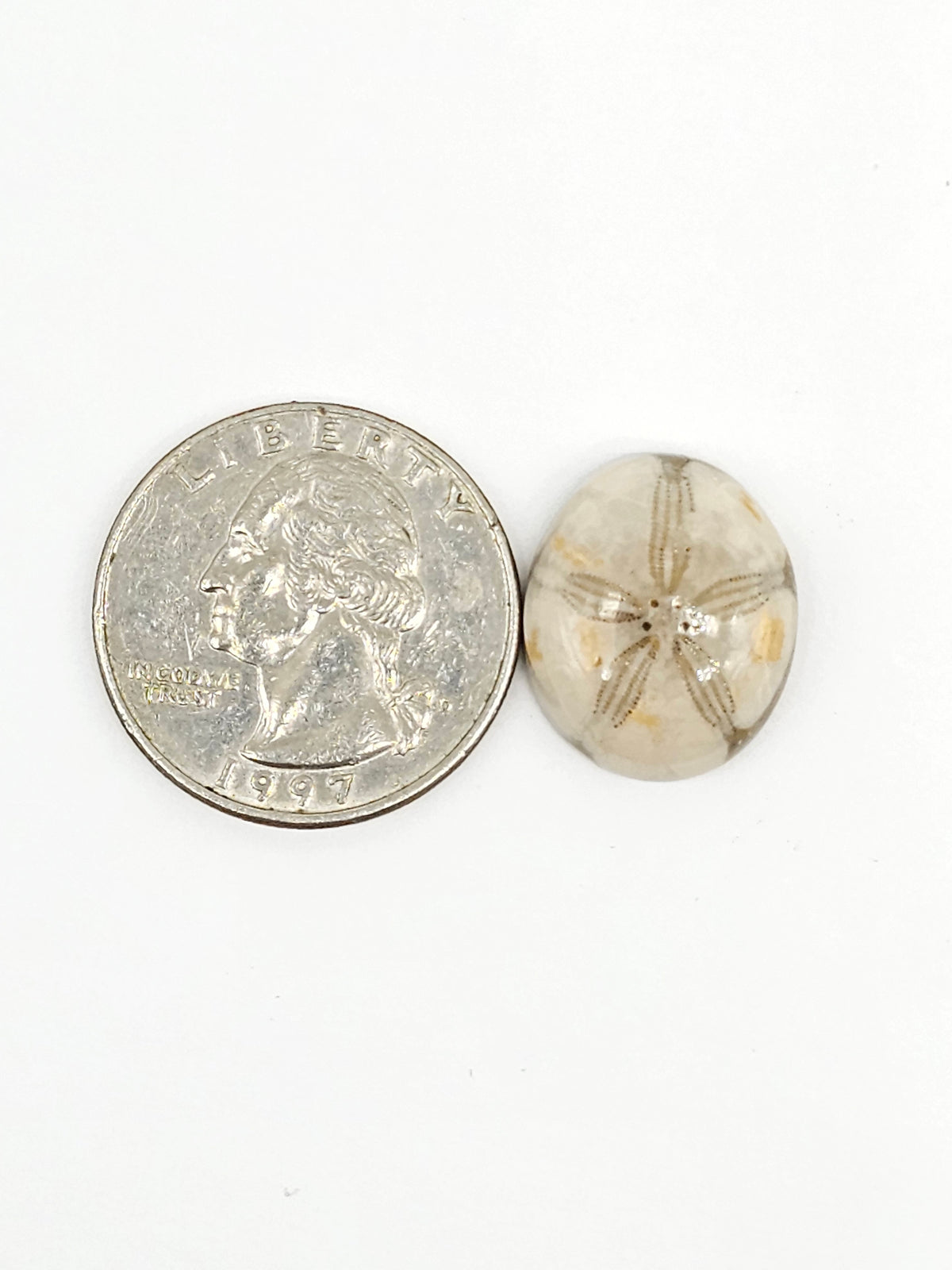 Sand Dollar Fossil - Medium
