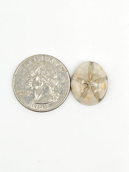 Sand Dollar Fossil - Medium