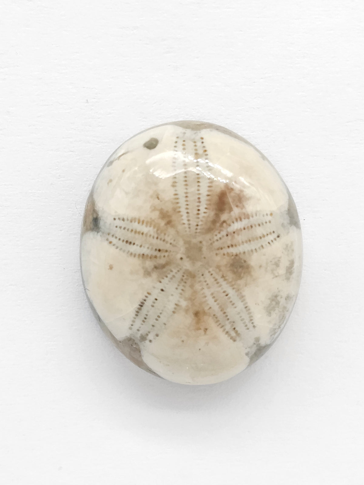 Sand Dollar Fossil - Medium