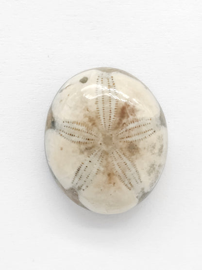Sand Dollar Fossil - Medium