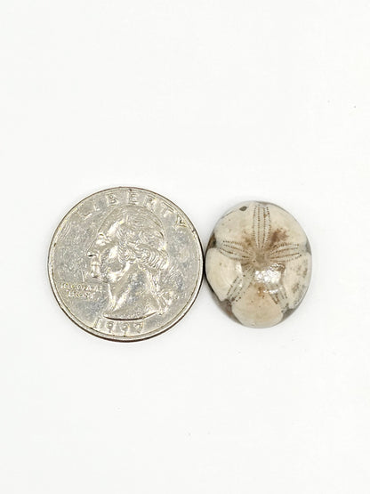 Sand Dollar Fossil - Medium
