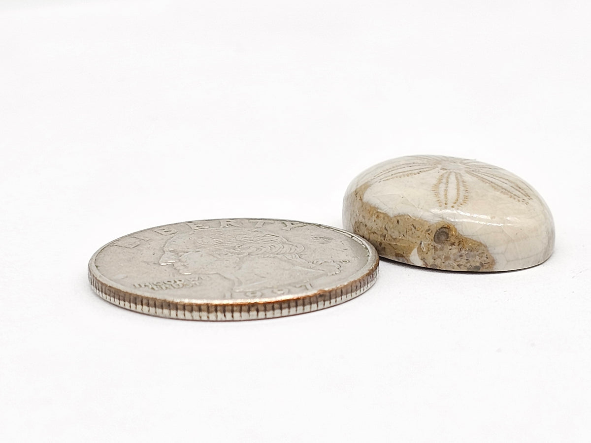 Sand Dollar Fossil - Medium