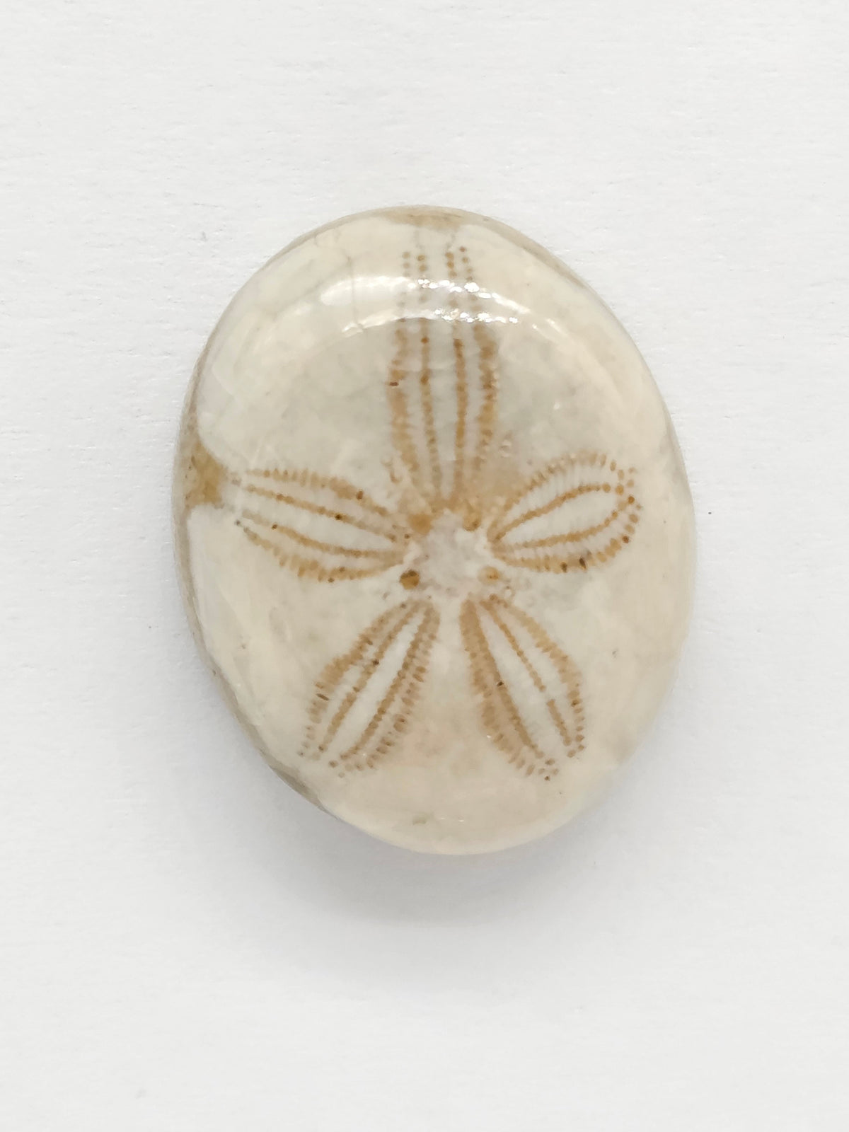 Sand Dollar Fossil - Medium