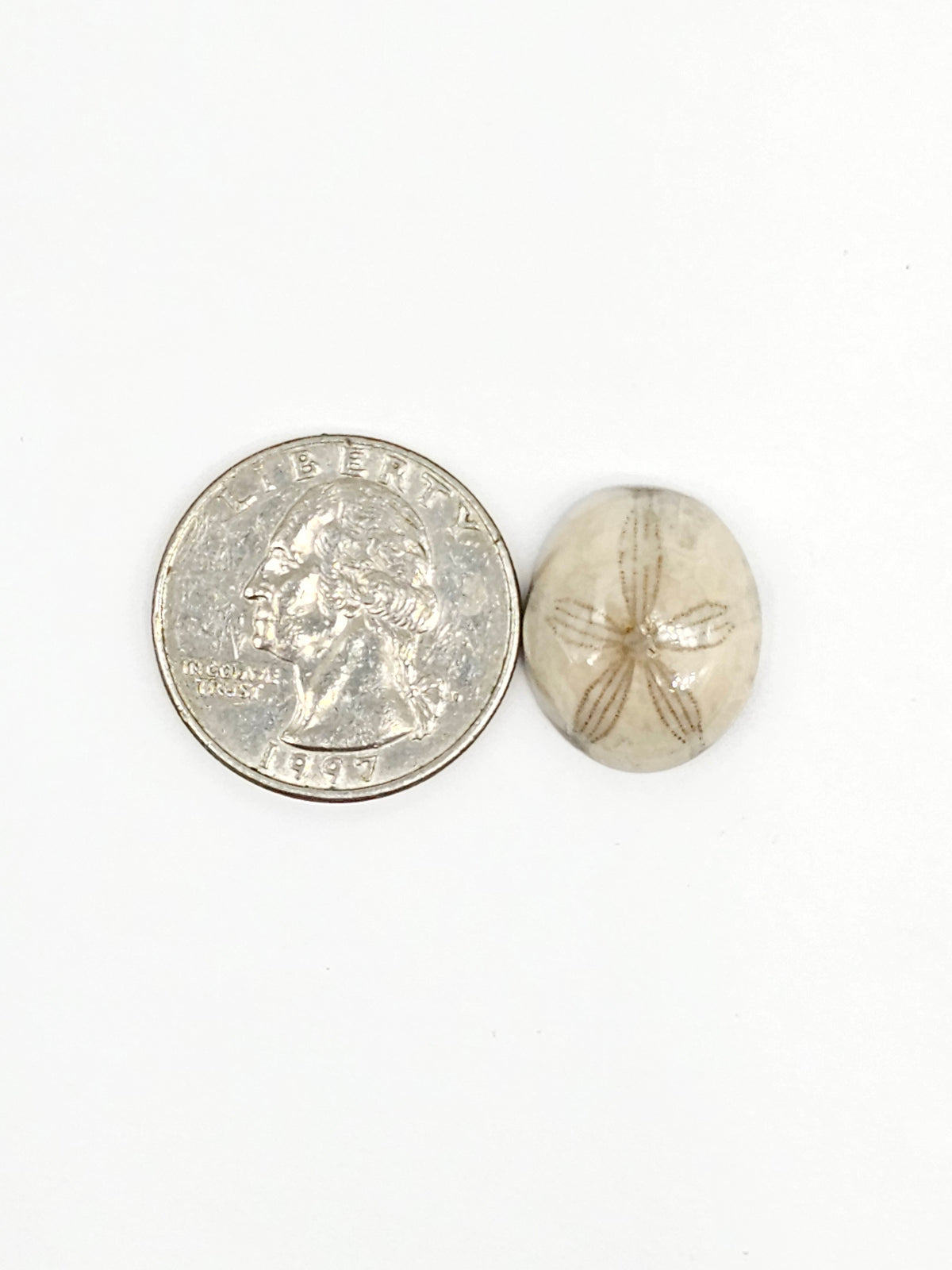 Sand Dollar Fossil - Medium