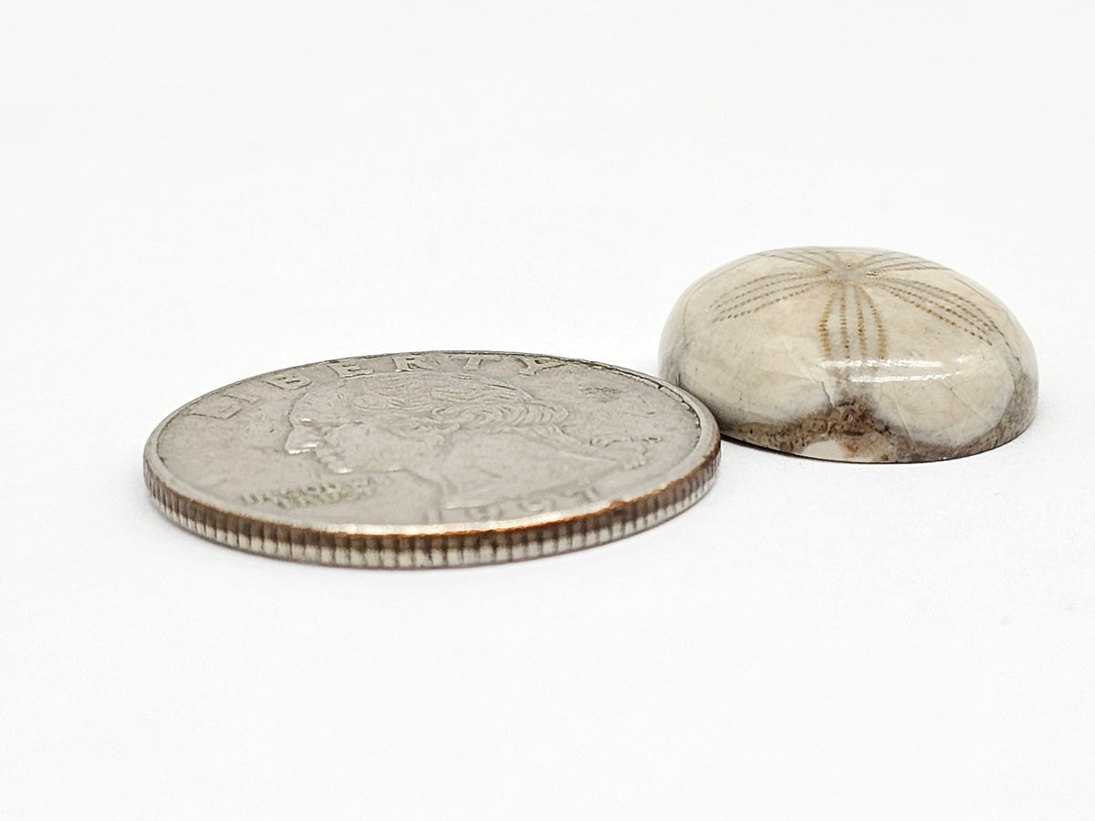 Sand Dollar Fossil - Medium