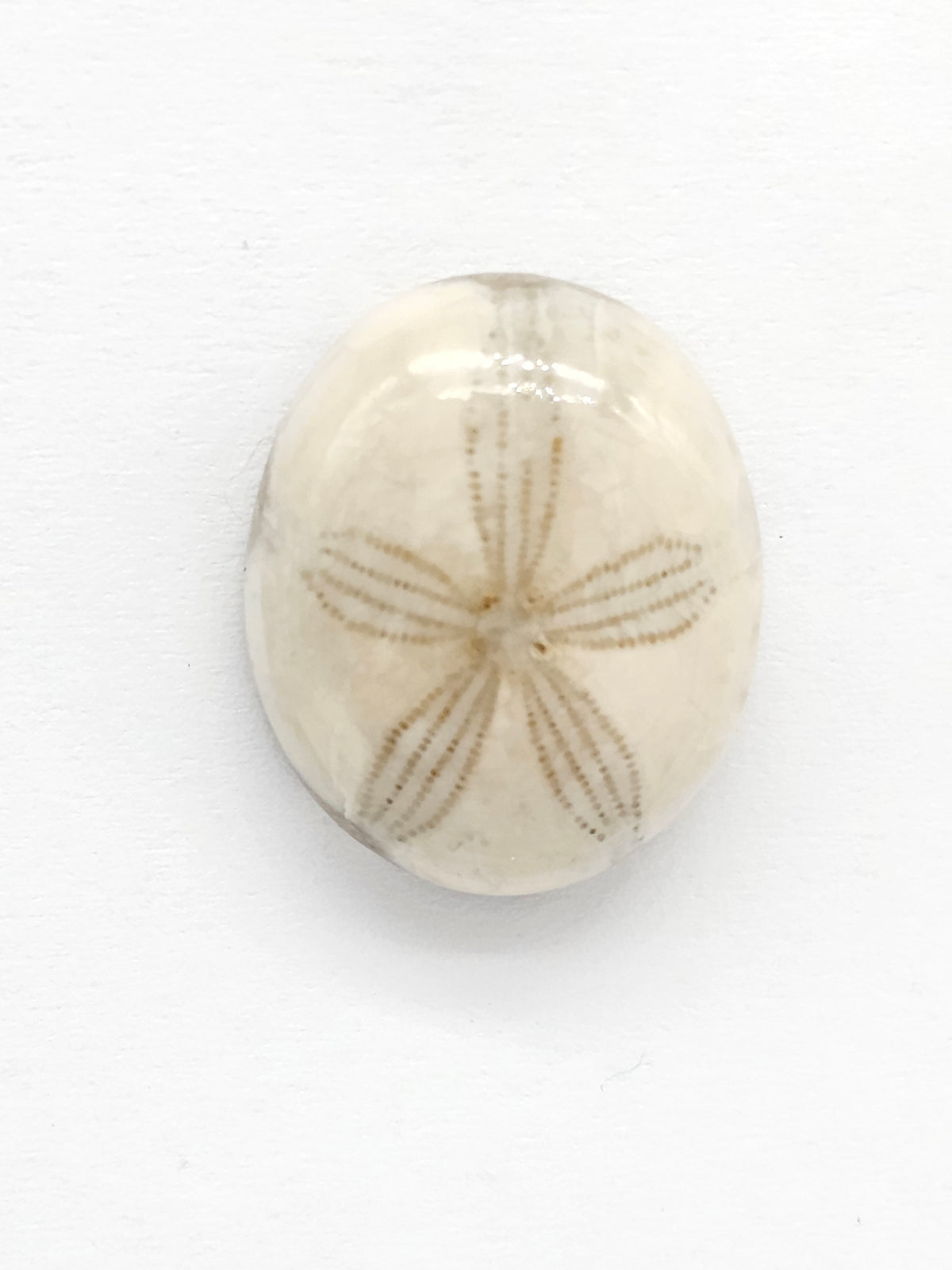 Sand Dollar Fossil - Medium
