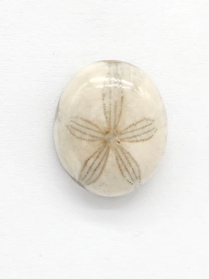 Sand Dollar Fossil - Medium