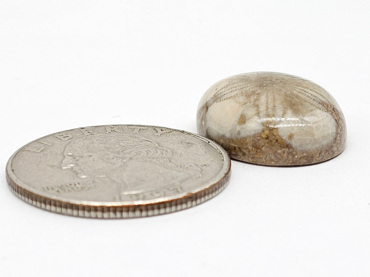 Sand Dollar Fossil - Medium