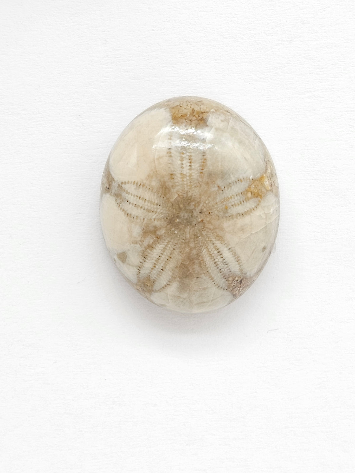 Sand Dollar Fossil - Medium