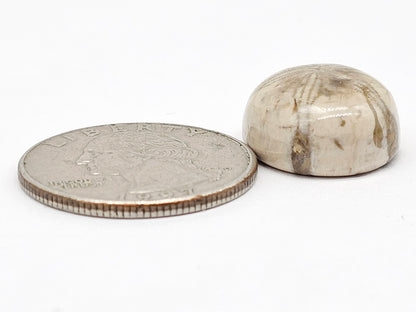 Sand Dollar Fossil - Medium