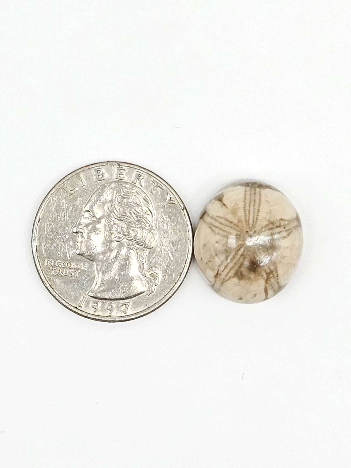 Sand Dollar Fossil - Medium