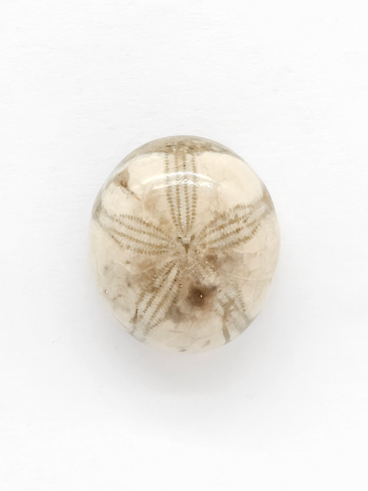 Sand Dollar Fossil - Medium