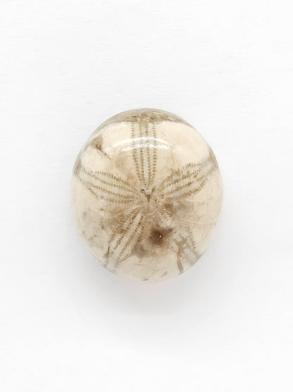 Sand Dollar Fossil - Medium