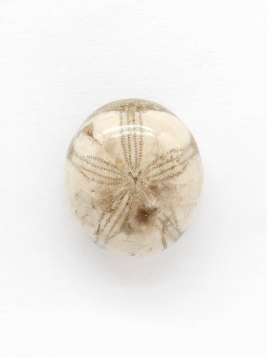 Sand Dollar Fossil - Medium