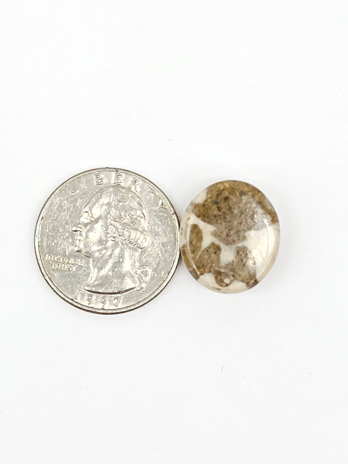 Sand Dollar Fossil - Medium