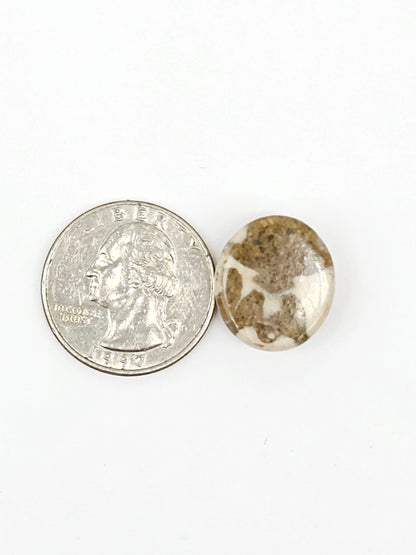 Sand Dollar Fossil - Medium
