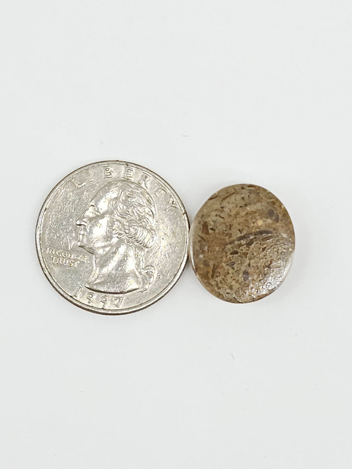 Sand Dollar Fossil - Medium