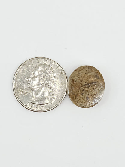 Sand Dollar Fossil - Medium