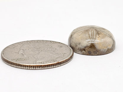 Sand Dollar Fossil - Medium