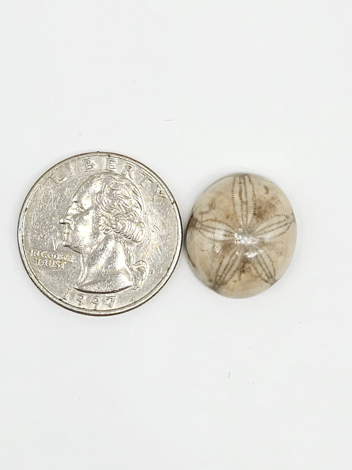 Sand Dollar Fossil - Medium
