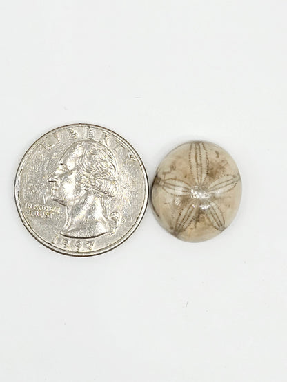 Sand Dollar Fossil - Medium
