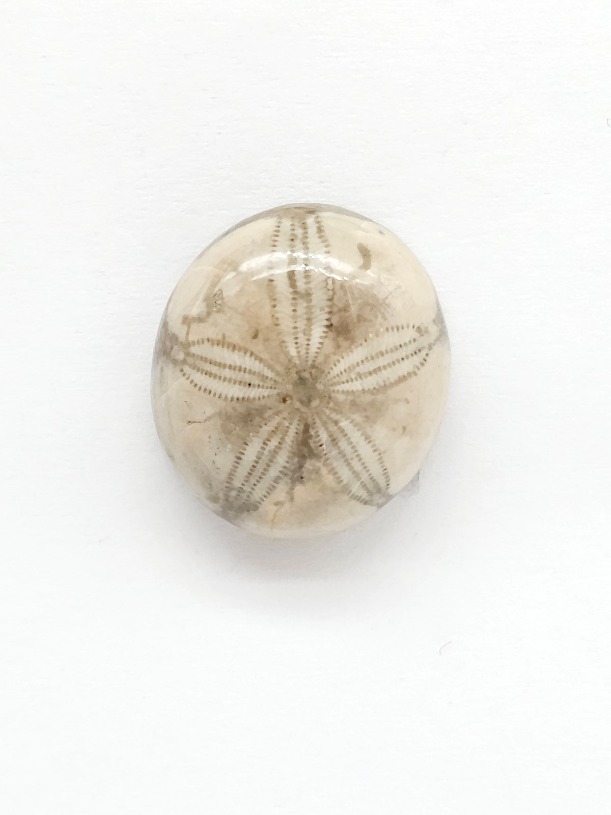 Sand Dollar Fossil - Medium