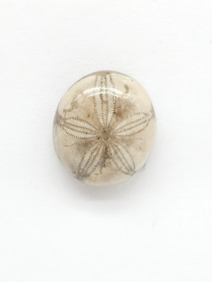 Sand Dollar Fossil - Medium