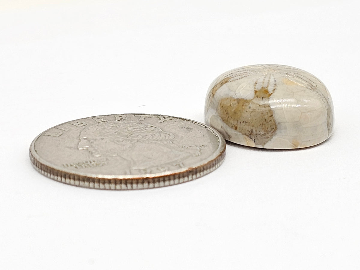 Sand Dollar Fossil - Medium