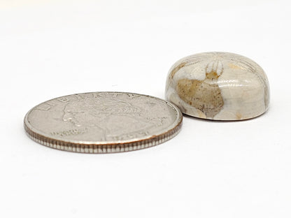 Sand Dollar Fossil - Medium